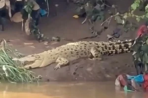 Seekor buaya berwarna terang (putih) sedang berjemur di pinggiran Sungai Cisadane yang tenang.